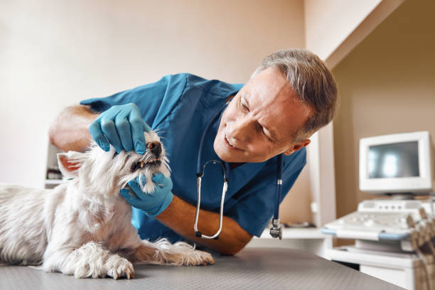 Best Emergency Tooth Extraction in Whitewright, TX